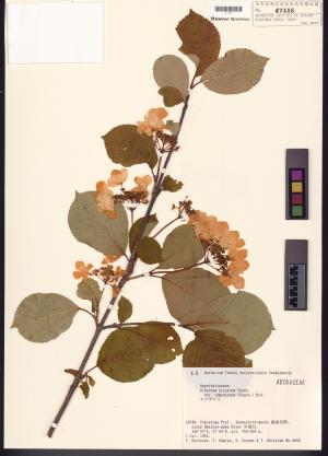 <a href="https://brmas.openmuseum.tw/muse/digi_object/4d1e306e7231d650c35e63d4249cdf07" target="_blank">Viburnum plicatum／中央研究院生物多樣性研究博物館植物標本館 (HAST)</a>