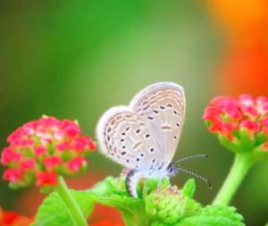 <a href="https://taieol.tw/muse/digi_object/e4fc3938605e4558abb650bba0215b96" target="_blank">迷你藍灰蝶／By：kellyshu／iNaturalist</a>