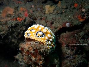 <a href="https://taieol.tw/muse/digi_object/a5fcaad8594c2dce0433365847efb72c" target="_blank">媚眼葉海牛／By：shuchen_huang／iNaturalist</a>