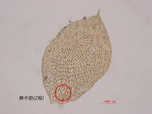 <a href="https://taieol.tw/muse/digi_object/8db55c8c7d926f4ce75ff18d8a3b5c74" target="_blank">柔葉毛柄苔／By：姚奎宇／太魯閣國家公園管理處</a>