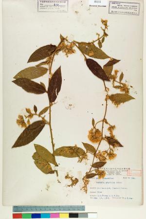 <a href="https://brmas.openmuseum.tw/muse/digi_object/4d33b55c311e59c4ab3c85caba179a2b" target="_blank">過山龍／中央研究院生物多樣性研究博物館植物標本館 (HAST)</a>