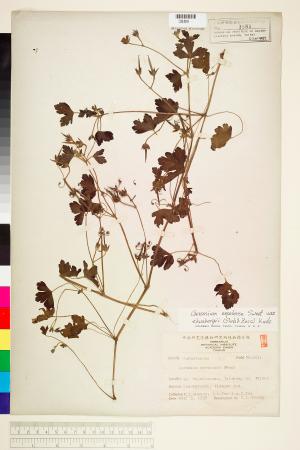 <a href="https://brmas.openmuseum.tw/muse/digi_object/4d398571617a5edbf98538f8635833fd" target="_blank">牻牛兒苗／中央研究院生物多樣性研究博物館植物標本館 (HAST)</a>