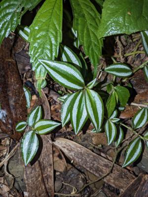 <a href="https://taieol.tw/muse/digi_object/1d526ecdf1f8917ff88276c80cba5b13" target="_blank">吊竹草／By：benkeen／iNaturalist</a>