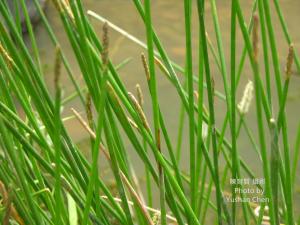 <a href="https://taieol.tw/muse/digi_object/f3101ff749bab4610752ae7f81a79ec2" target="_blank">荸薺／By：陳育賢／陳育賢</a>
