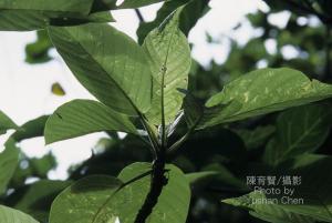 <a href="https://taieol.tw/muse/digi_object/c43a9e89f392247a5f4abfa64e5fc454" target="_blank">咬人狗／By：陳育賢／臺灣物種名錄(TaiCOL)</a>