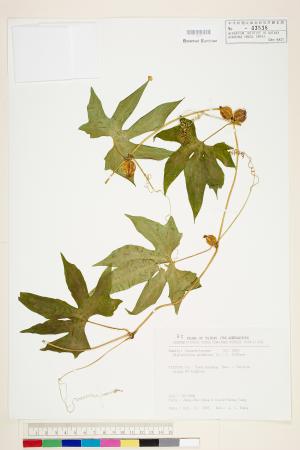 <a href="https://brmas.openmuseum.tw/muse/digi_object/4d67a24fe9dcf551ee44315ea054471c" target="_blank">雙輪瓜／中央研究院生物多樣性研究博物館植物標本館 (HAST)</a>