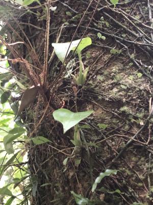 <a href="https://taieol.tw/muse/digi_object/0bb8fd4625ae0bf7ec0b06cecfeaf585" target="_blank">銀鈴蟲蘭／By：jodyhsieh／iNaturalist</a>