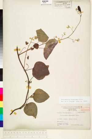 <a href="https://brmas.openmuseum.tw/muse/digi_object/4d7b6e6fac9b678a44a6054495c0393f" target="_blank">蓬萊藤／中央研究院生物多樣性研究博物館植物標本館 (HAST)</a>