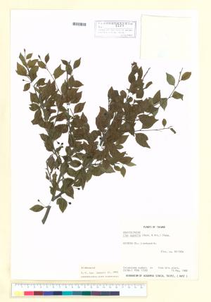 <a href="https://brmas.openmuseum.tw/muse/digi_object/4d7e6b3c481c87a0a255089eb699e346" target="_blank">燈稱花／中央研究院生物多樣性研究博物館植物標本館 (HAST)</a>