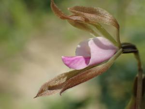<a href="https://taieol.tw/muse/digi_object/e17bc4efbb9bd610c1bee3bf3cb6e6d6" target="_blank">紫花脈葉蘭／By：leaf0605／iNaturalist</a>