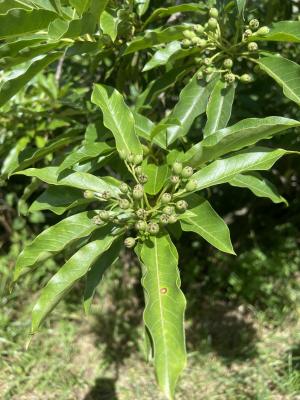 <a href="https://taieol.tw/muse/digi_object/bd2a4564e230af092a23bcd50e9b15b7" target="_blank">石楠／By：tsengkh／iNaturalist</a>