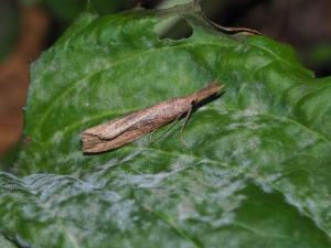 <a href="https://taieol.tw/muse/digi_object/9b8aa6230863ce3b9170986c43b02314" target="_blank">Hypena longipennis／By：max822／iNaturalist</a>