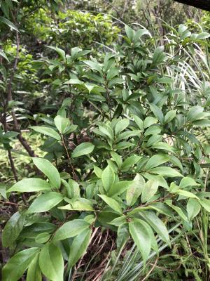 <a href="https://taieol.tw/muse/digi_object/77ddb75f19513c0eee323b6d3b4c1922" target="_blank">日本五月茶／By：jodyhsieh／iNaturalist</a>