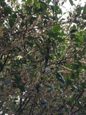 <a href="https://taieol.tw/muse/digi_object/e47e46aaab7ddd57cbe3c9b3e5bacff3" target="_blank">米碎柃木／By：naturalist14740／iNaturalist</a>