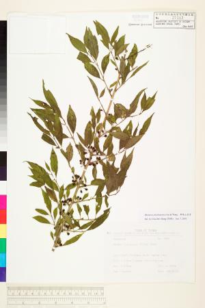 <a href="https://brmas.openmuseum.tw/muse/digi_object/4dc499fb1d0165a6eebc520b17a410d8" target="_blank">畢祿山鼠李／中央研究院生物多樣性研究博物館植物標本館 (HAST)</a>