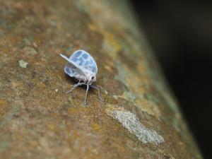 <a href="https://taieol.tw/muse/digi_object/aad405e04cf02cf79a60d70774563cff" target="_blank">Borysthenes maculatus／By：yusufung／iNaturalist</a>