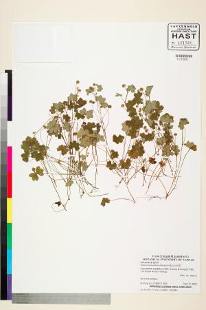 <a href="https://brmas.openmuseum.tw/muse/digi_object/4de3ec990531aba589ad9a01a380fac0" target="_blank">阿里山天胡荽／中央研究院生物多樣性研究博物館植物標本館 (HAST)</a>
