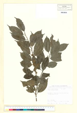 <a href="https://brmas.openmuseum.tw/muse/digi_object/4deee92c71d7e7c80a9bdea28d830ee4" target="_blank">台灣糊樗／中央研究院生物多樣性研究博物館植物標本館 (HAST)</a>