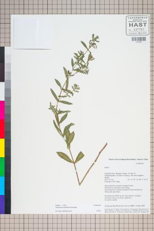 <a href="https://brmas.openmuseum.tw/muse/digi_object/4dfbb04bfda855591fdb2a087a1db533" target="_blank">多花水莧菜／中央研究院生物多樣性研究博物館植物標本館 (HAST)</a>