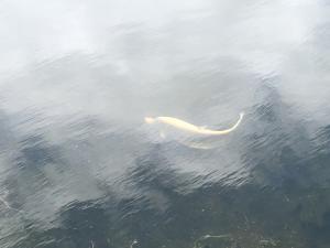 <a href="https://taieol.tw/muse/digi_object/11818925afa6222a3178a282051b6f4e" target="_blank">飾妝鎧弓魚／By：ahan88／iNaturalist</a>