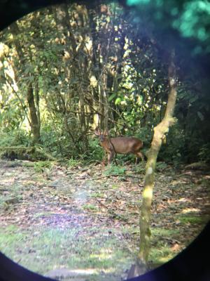 <a href="https://taieol.tw/muse/digi_object/d51961996519851815ad5c528479e602" target="_blank">山羌／By：naturalist0524／iNaturalist</a>