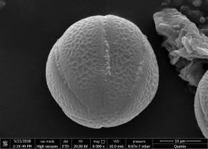 <a href="https://ntm-naturearchive.openmuseum.tw/muse/digi_object/dd82bfe38f434298791631f486467c35" target="_blank">夏枯草／國立臺灣博物館</a>
