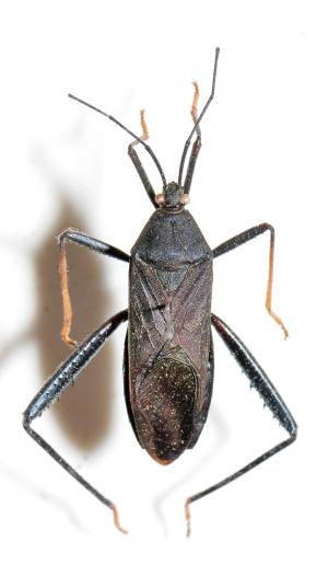 黑竹緣椿象 Notobitus meleagris