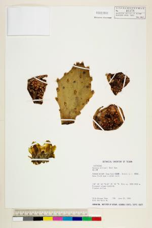 <a href="https://brmas.openmuseum.tw/muse/digi_object/4e40d08adb80707d5e4d1a1609c900ad" target="_blank">仙人掌／中央研究院生物多樣性研究博物館植物標本館 (HAST)</a>