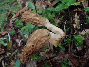 <a href="https://taieol.tw/muse/digi_object/d8f330aae6b6c457e792bcf575466197" target="_blank">Morchella esculenta／By：balawu／iNaturalist</a>