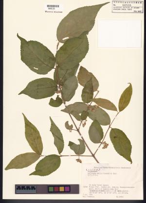 <a href="https://brmas.openmuseum.tw/muse/digi_object/4e5bbd0ea146b38d92d84aece21b6ebb" target="_blank">高山紫珠／中央研究院生物多樣性研究博物館植物標本館 (HAST)</a>
