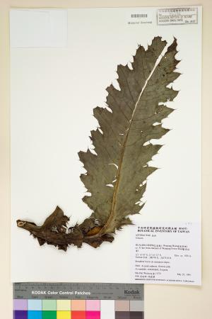 <a href="https://brmas.openmuseum.tw/muse/digi_object/4e6013b1af52a7373f4bcf98d026d835" target="_blank">森氏薊／中央研究院生物多樣性研究博物館植物標本館 (HAST)</a>