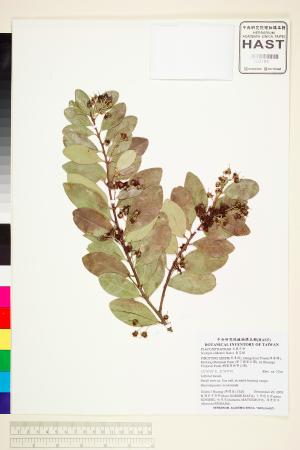 <a href="https://brmas.openmuseum.tw/muse/digi_object/4e6233453e74010d2933e97d9961022f" target="_blank">魯花樹／中央研究院生物多樣性研究博物館植物標本館 (HAST)</a>