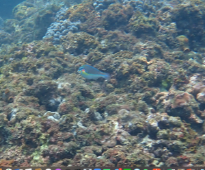 <a href="https://taieol.tw/muse/digi_object/7dfc447975810f90c84daaea6657a53b" target="_blank">黑星紫胸魚／By：pchi45／iNaturalist</a>