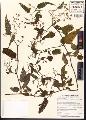 <a href="https://brmas.openmuseum.tw/muse/digi_object/4e7258e404fc94b526200cfb6dd37109" target="_blank">蔓黃菀／中央研究院生物多樣性研究博物館植物標本館 (HAST)</a>