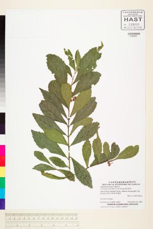 <a href="https://brmas.openmuseum.tw/muse/digi_object/4e759231051efd94bc436f6aca0ebf22" target="_blank">疏花紫珠／中央研究院生物多樣性研究博物館植物標本館 (HAST)</a>