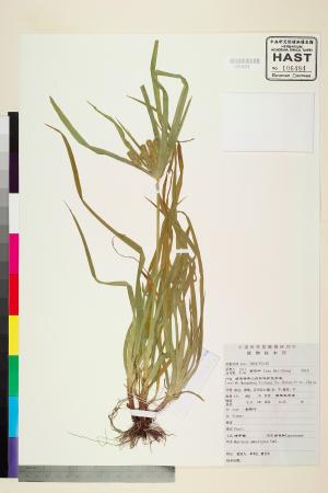 <a href="https://brmas.openmuseum.tw/muse/digi_object/4e78c21e276781b7331463991d2ff83c" target="_blank">磚子苗／中央研究院生物多樣性研究博物館植物標本館 (HAST)</a>