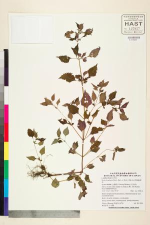 <a href="https://brmas.openmuseum.tw/muse/digi_object/4e8e5c063e31d2215f2275bd7a5969a9" target="_blank">粗鋸齒薺薴／中央研究院生物多樣性研究博物館植物標本館 (HAST)</a>
