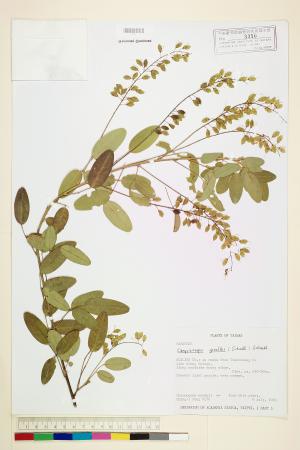 <a href="https://brmas.openmuseum.tw/muse/digi_object/4e9c223677850e8d782801ea6d73a66f" target="_blank">彎龍骨／中央研究院生物多樣性研究博物館植物標本館 (HAST)</a>