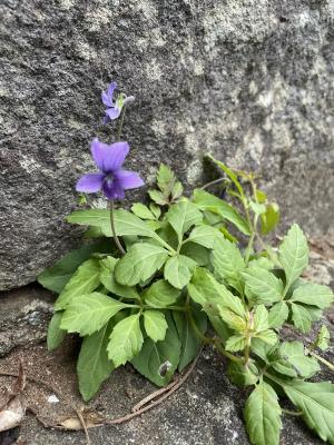 <a href="https://taieol.tw/muse/digi_object/1dd4f5133d082120ce338af7825bb5a9" target="_blank">短毛菫菜／By：chonhang／iNaturalist</a>