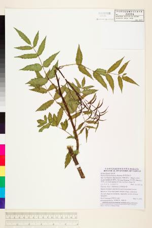 <a href="https://brmas.openmuseum.tw/muse/digi_object/4e9dcc30ebfc7af96ba96c7e52f93c8b" target="_blank">細葉懸鉤子／中央研究院生物多樣性研究博物館植物標本館 (HAST)</a>