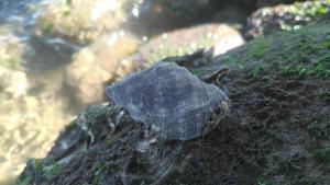<a href="https://taieol.tw/muse/digi_object/47f4e1fdc9eb74ee52be35d9b5bc9555" target="_blank">蚵岩螺／By：yjsu／iNaturalist</a>