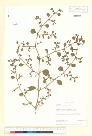 <a href="https://brmas.openmuseum.tw/muse/digi_object/4eb10d525ea025e635ed85f20cc0572c" target="_blank">假海馬齒／中央研究院生物多樣性研究博物館植物標本館 (HAST)</a>