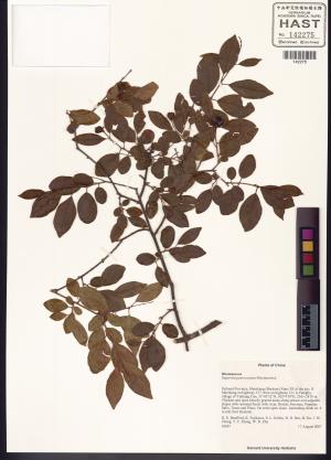 <a href="https://brmas.openmuseum.tw/muse/digi_object/4eb21c87931658ece091e3b0d0088fb3" target="_blank">雀梅藤屬／中央研究院生物多樣性研究博物館植物標本館 (HAST)</a>