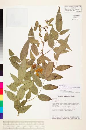<a href="https://brmas.openmuseum.tw/muse/digi_object/4eb6e58bd11b6b63678060d30fe3dd3a" target="_blank">紅狹葉懸鉤子／中央研究院生物多樣性研究博物館植物標本館 (HAST)</a>