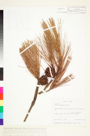 <a href="https://brmas.openmuseum.tw/muse/digi_object/4eb86a41d4ce6f73b477bdc66e159994" target="_blank">台灣二葉松／中央研究院生物多樣性研究博物館植物標本館 (HAST)</a>