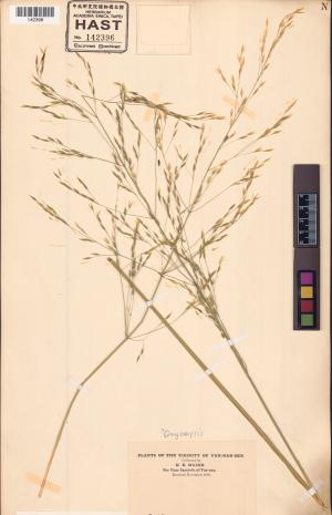 <a href="https://brmas.openmuseum.tw/muse/digi_object/4ec4acdd5b5b221f16c8b05680922090" target="_blank">落芒草屬／中央研究院生物多樣性研究博物館植物標本館 (HAST)</a>