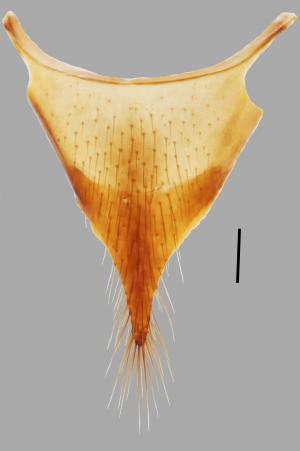 <a href="https://taieol.tw/muse/digi_object/2ffdb98a63dafebbead79f6b74696072" target="_blank">Apecholinus imitator Smetana &amp; Hu／By：胡芳碩／胡芳碩</a>