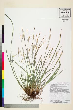 <a href="https://brmas.openmuseum.tw/muse/digi_object/4eec637c5e006b6109acd136d1c9f52e" target="_blank">夢佳宿柱薹／中央研究院生物多樣性研究博物館植物標本館 (HAST)</a>