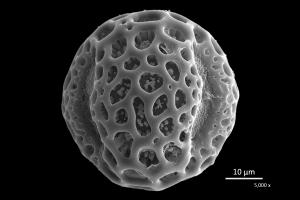 <a href="https://ntm-naturearchive.openmuseum.tw/muse/digi_object/26ce2248fc95224d1a597c089c05ebf6" target="_blank">鳳凰木／國立臺灣博物館</a>