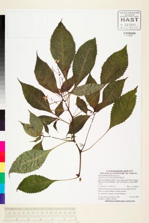 <a href="https://brmas.openmuseum.tw/muse/digi_object/4f2fff4013fffcae8aeb95ee52cfaac8" target="_blank">棣慕華鳳仙花／中央研究院生物多樣性研究博物館植物標本館 (HAST)</a>
